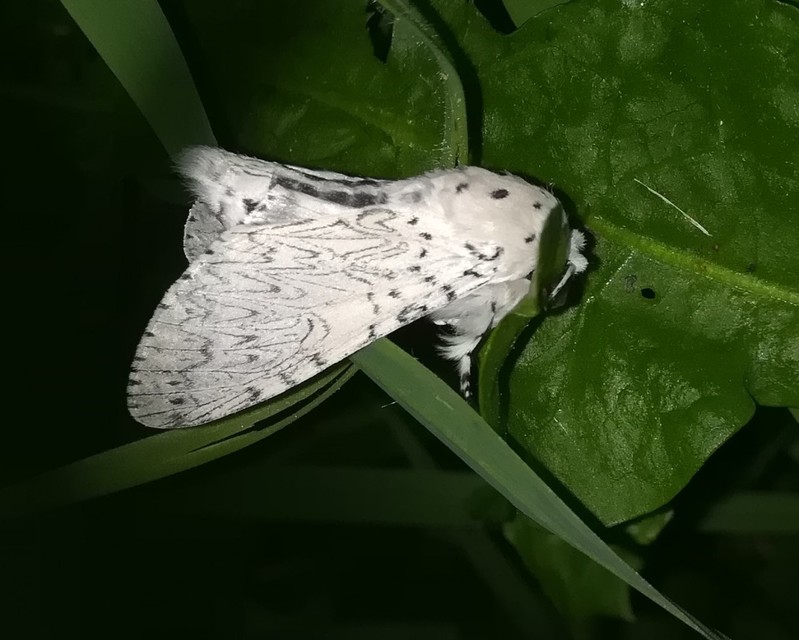 hermelin-púposszövő - Cerura erminea