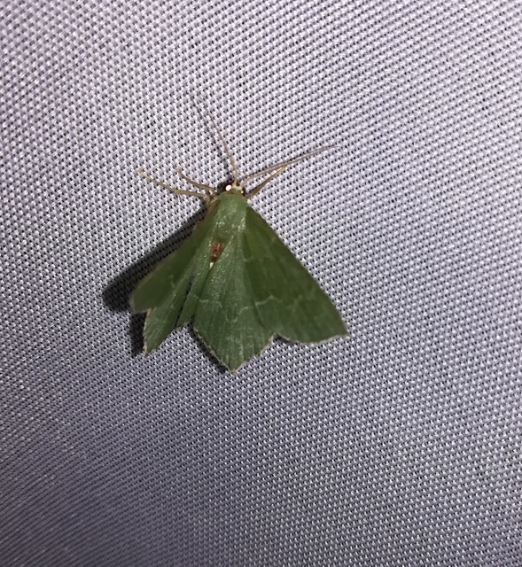 Hemithea aestivaria - nyír-zöldaraszoló
