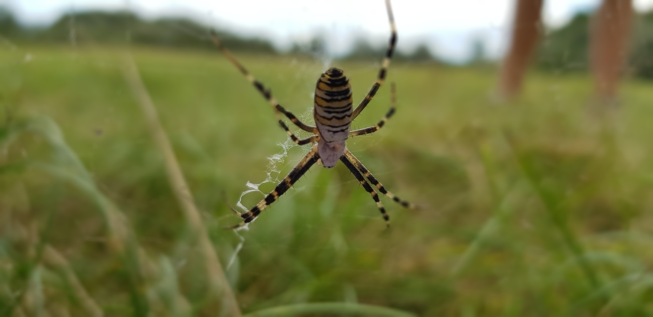 Argiope bruennichi - darázspók
