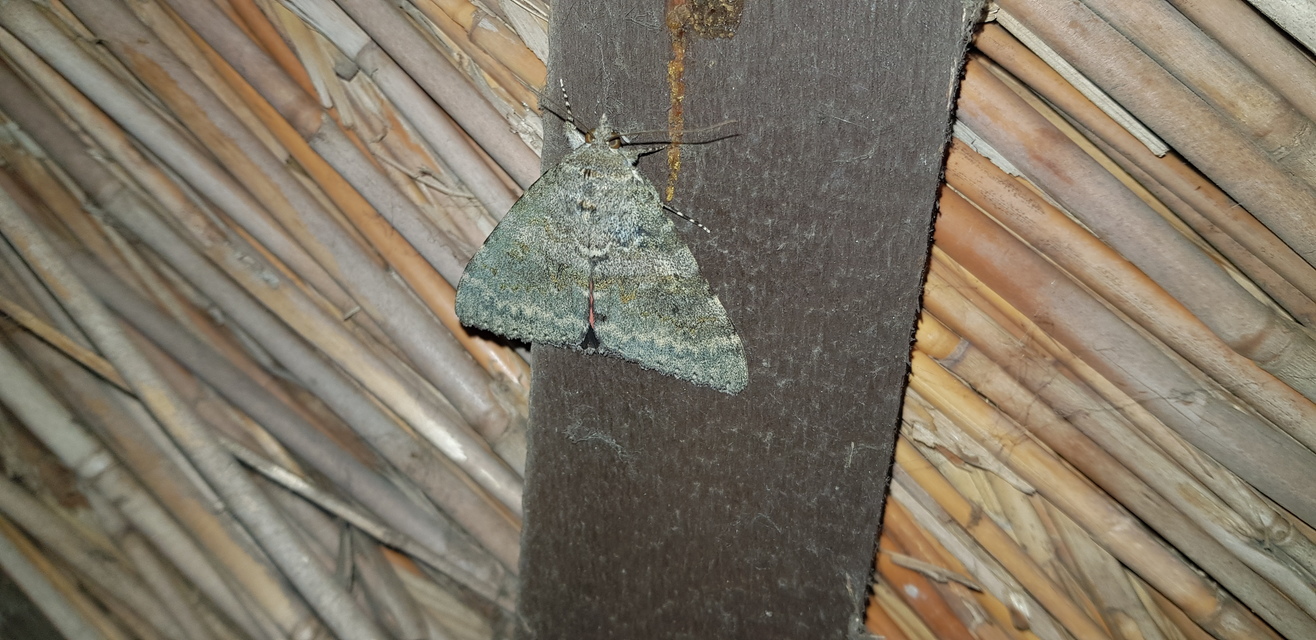 Catocala elocata - közönséges övesbagoly