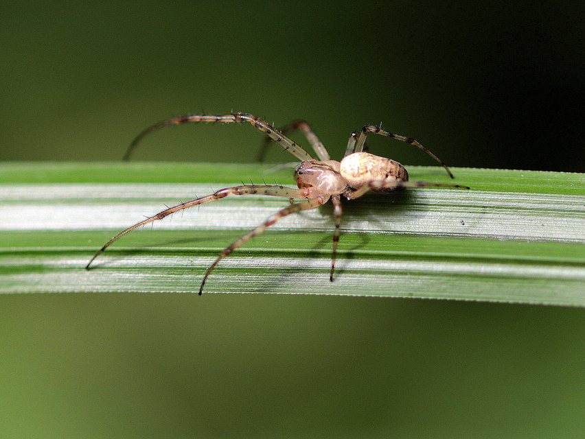 Metellina segmentata/mengei
