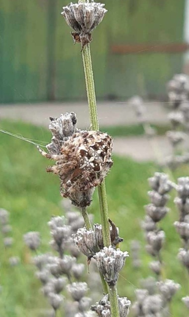Araneus diadematus - koronás keresztespók Araneus diadematus - koronás keresztespók