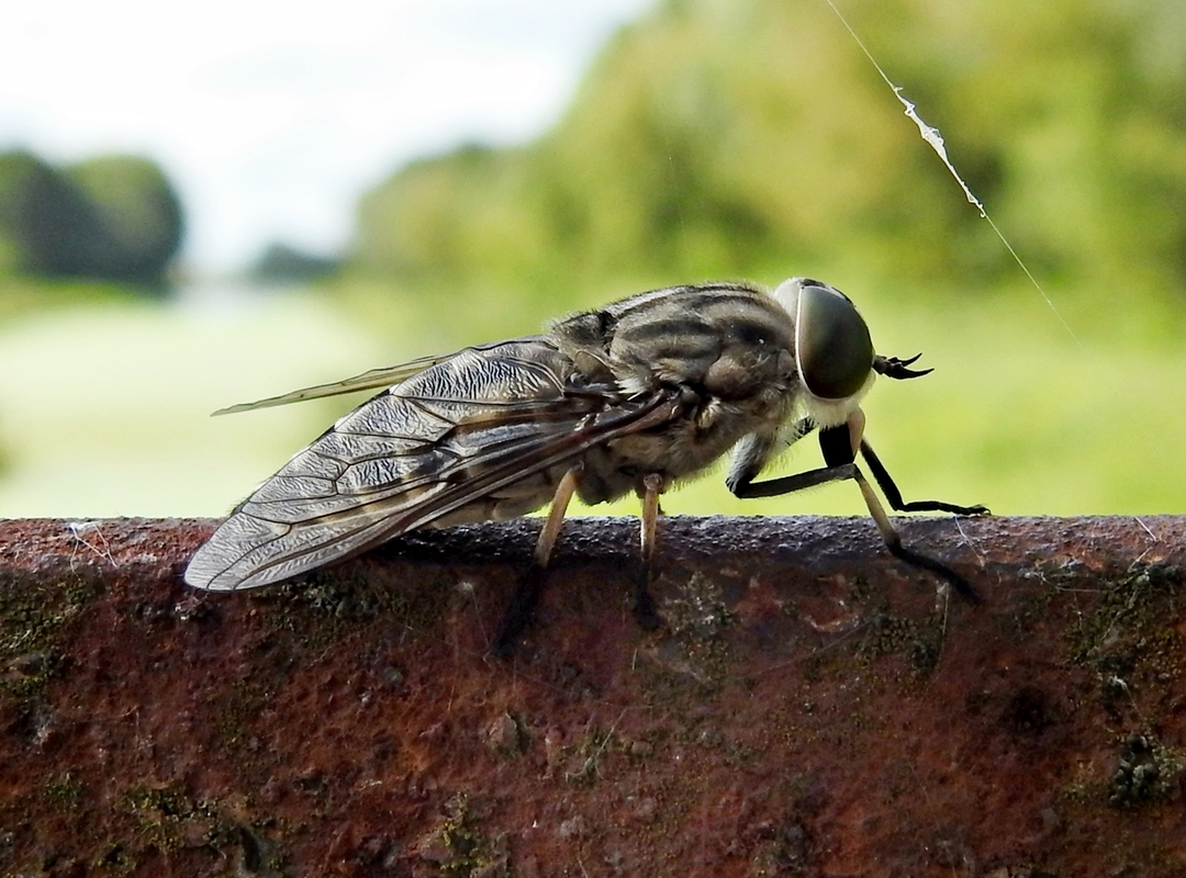 Tabanus autumnalis - zömök bögöly
