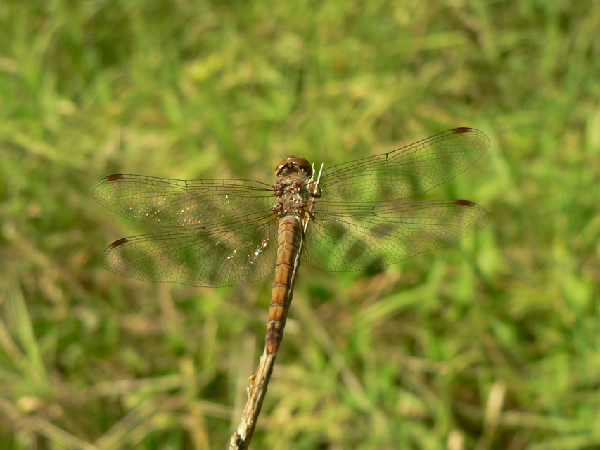 Sympetrum striolatum - harántsávos katona-szitakötő