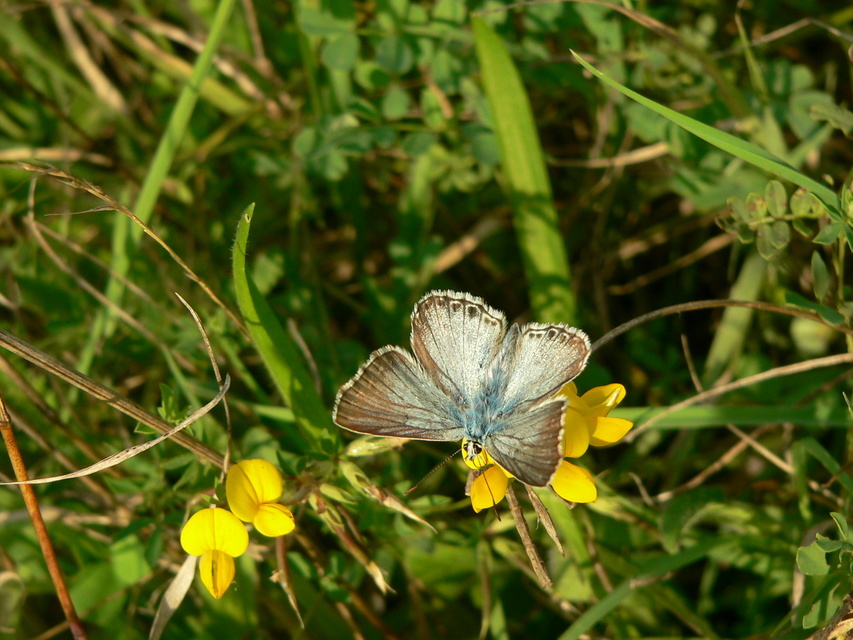 Polyommatus coridon - ezüstkék boglárka