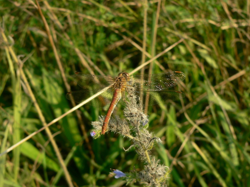 Sympetrum meridionale - fakó katona-szitakötő