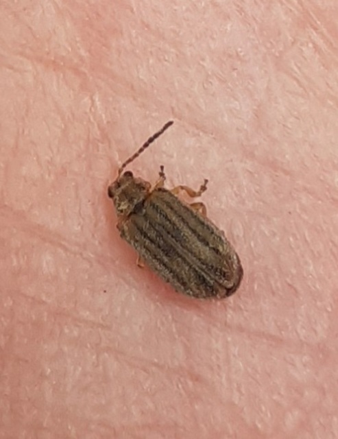 Ophraella communa - parlagfű-olajosbogár