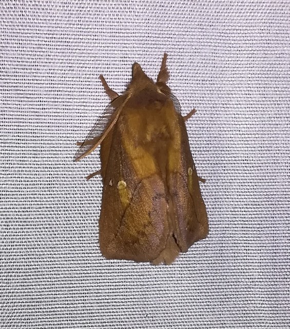 szomjas pohók - Euthrix potatoria