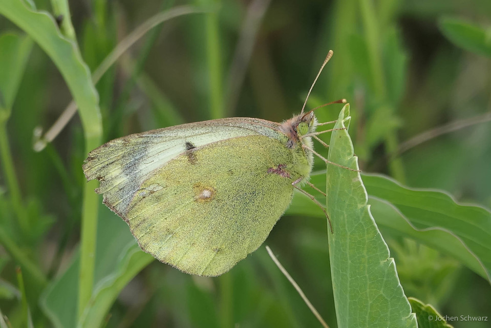 Colias alfacariensis - déli kéneslepke