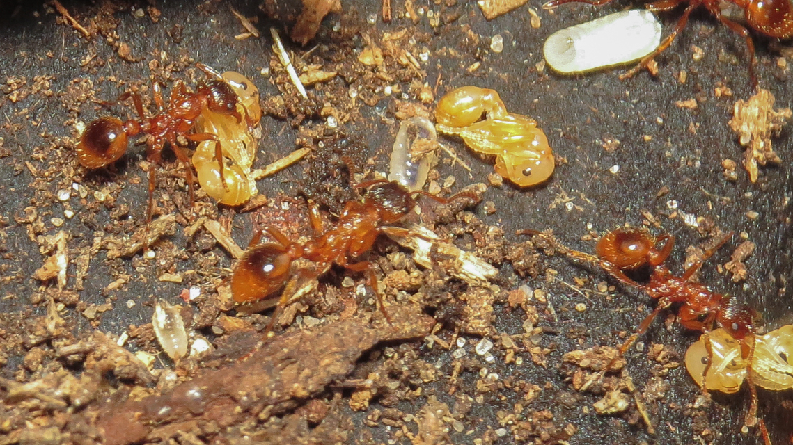 Myrmica rubra - közönséges bütyköshangya