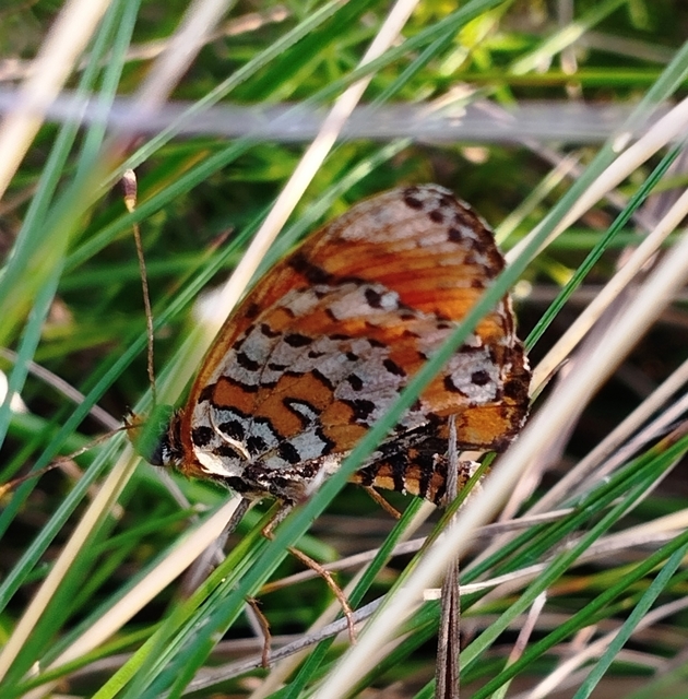 Melitaea didyma - tüzes tarkalepke