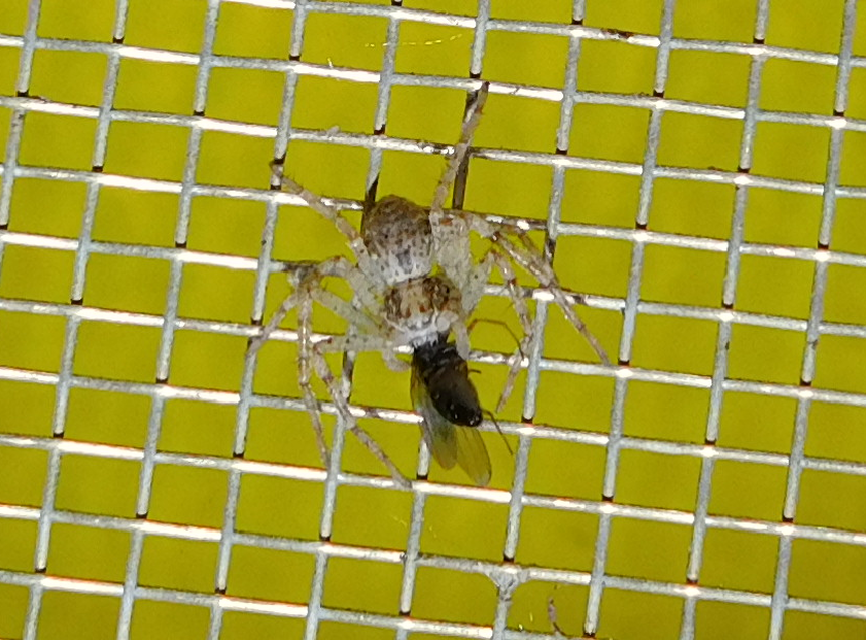 Philodromus