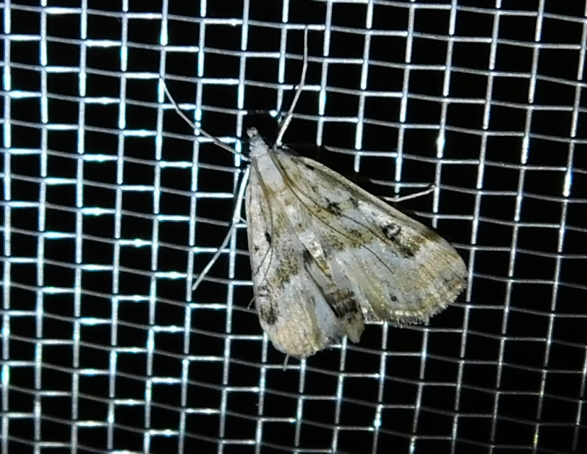 Parapoynx stratiotata - közönséges vízimoly