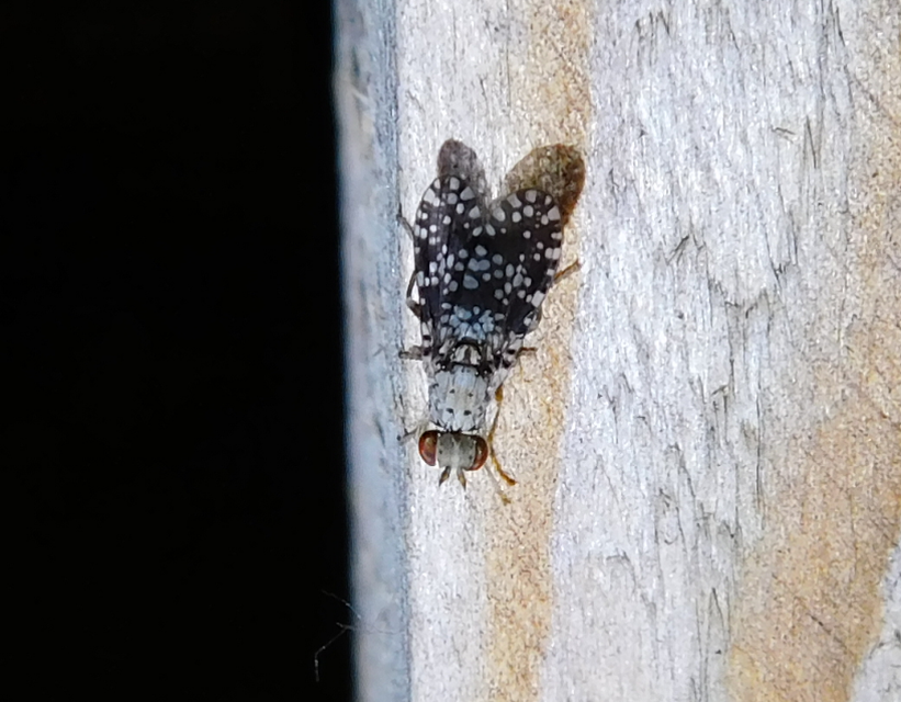 Trypetoptera punctulata - pirosszemű szarvaslégy
