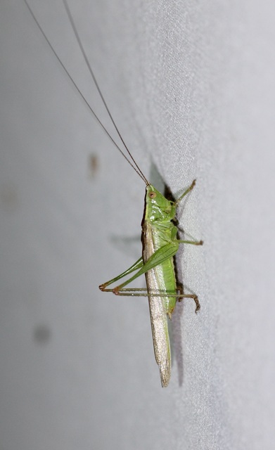 Conocephalus fuscus - kis kúpfejűszöcske