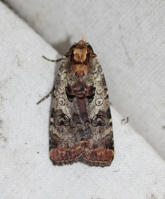 Epilecta linogrisea - karcsú sárgafűbagoly