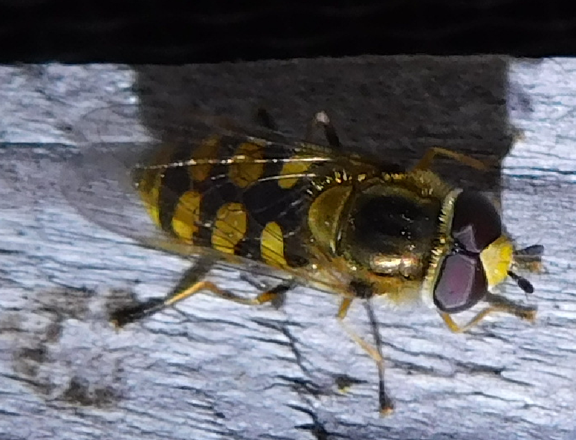 Eupeodes
