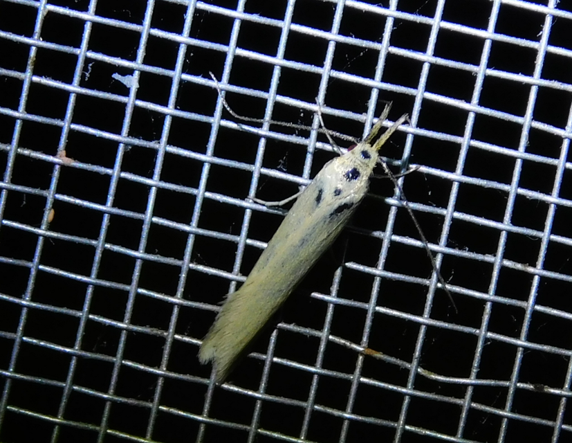 Pleurota