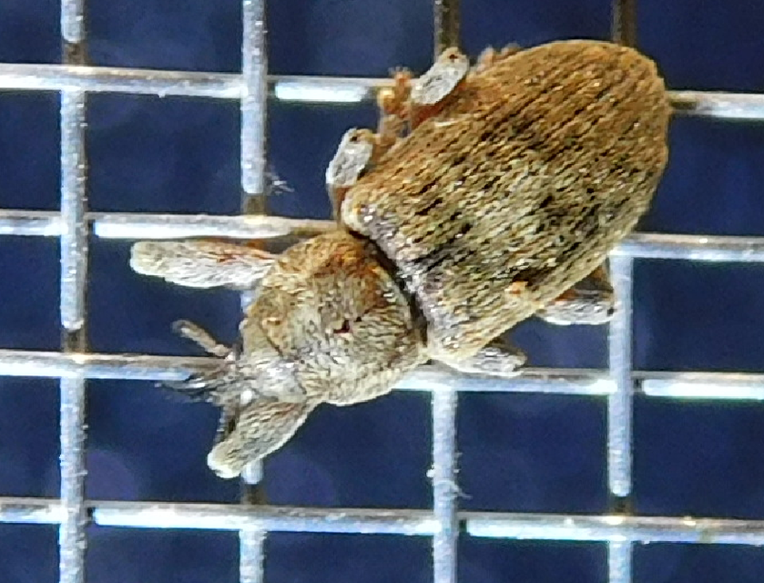 Dorytomus tremulae - rezgőnyár-hangormányos