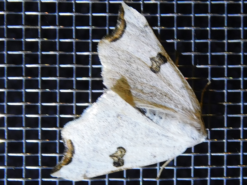 Eilicrinia cordiaria - fehér fűzfaaraszoló