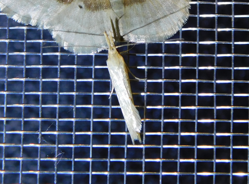Pleurota