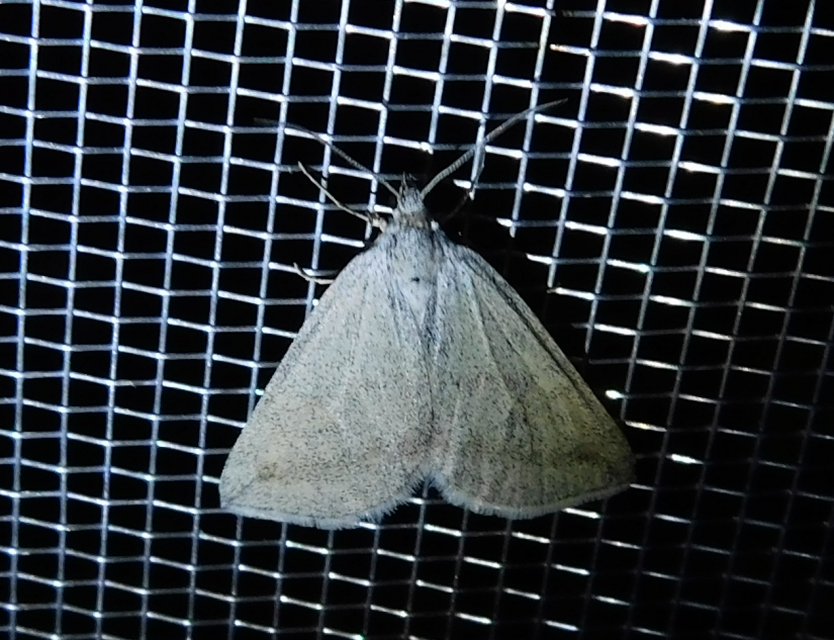 Lithostege griseata - szürke araszoló