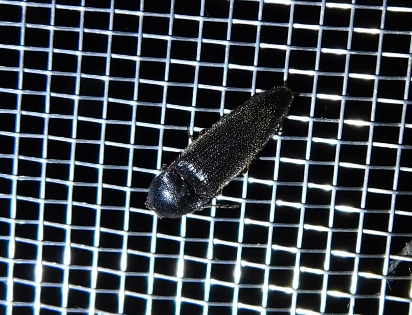 Melanotus