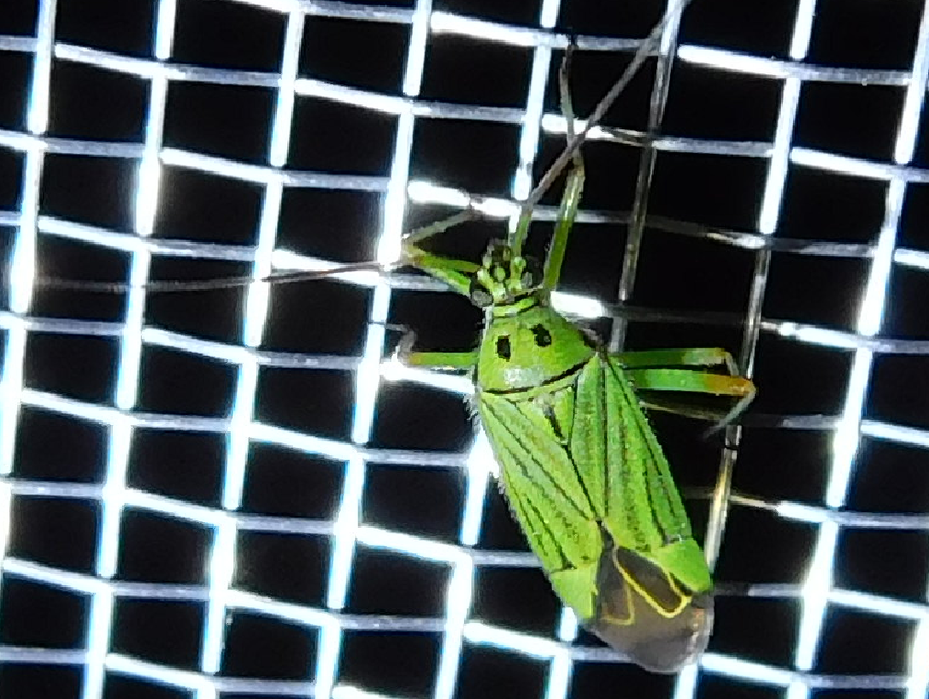 Mermitelocerus schmidtii