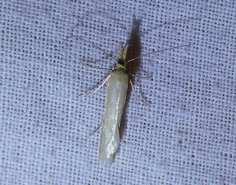 Pleurota