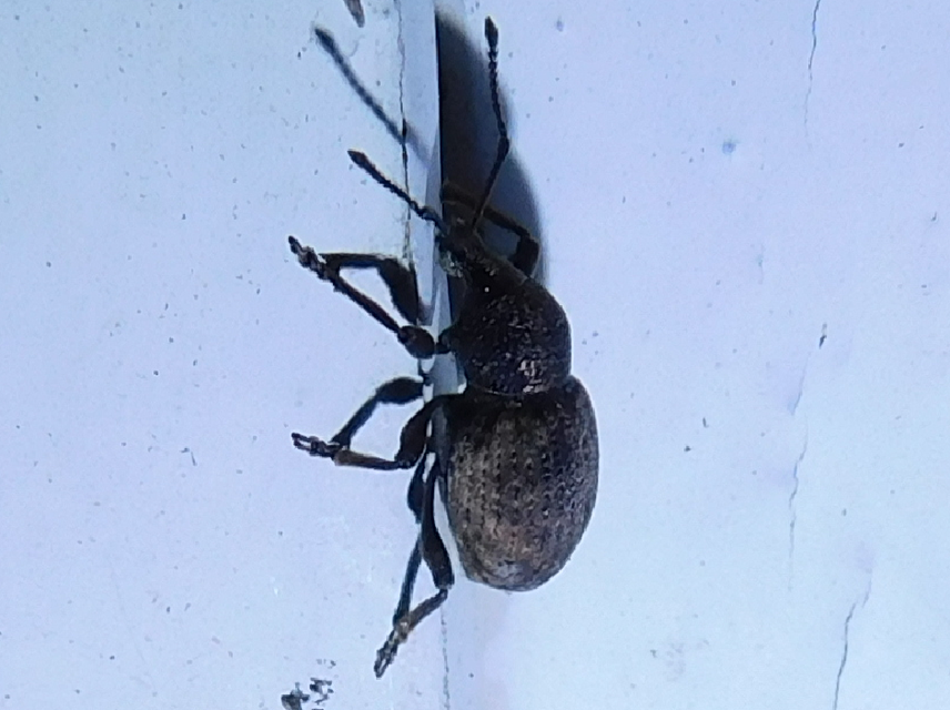 Otiorhynchus raucus - molyhos gyalogormányos