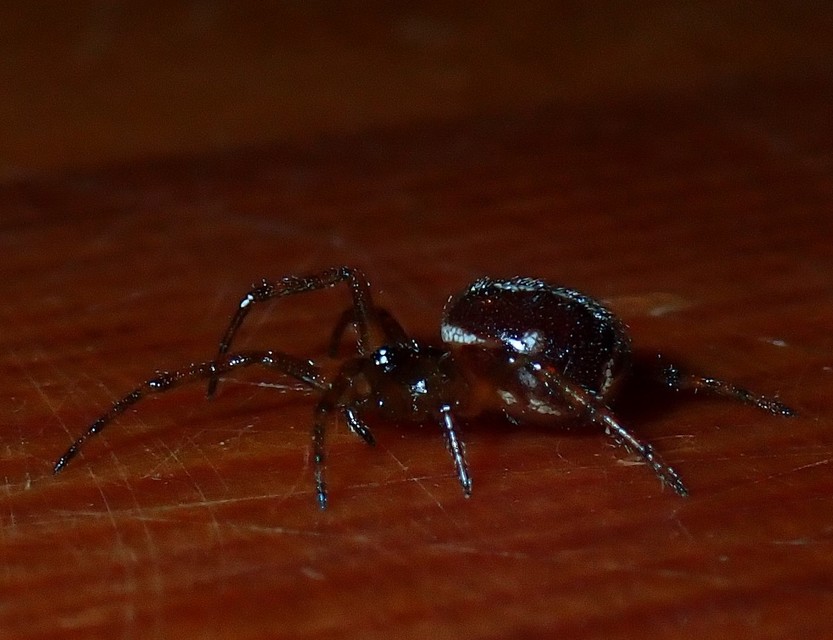 Steatoda bipunctata - kétpettyes faggyúpók