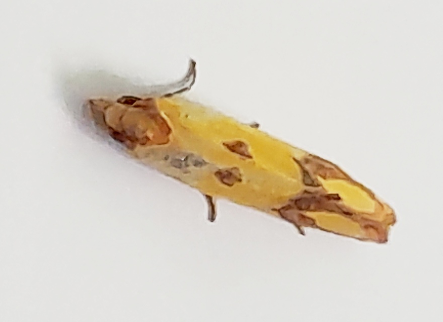 Agapeta zoegana - barnacsíkos sárgamoly