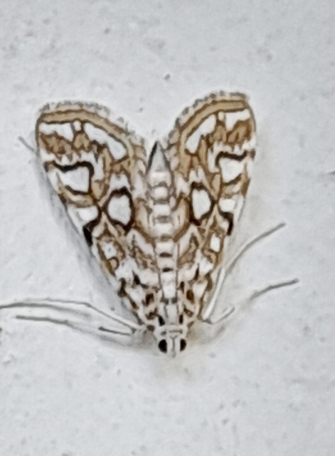 Elophila nymphaeata - tarka vízimoly