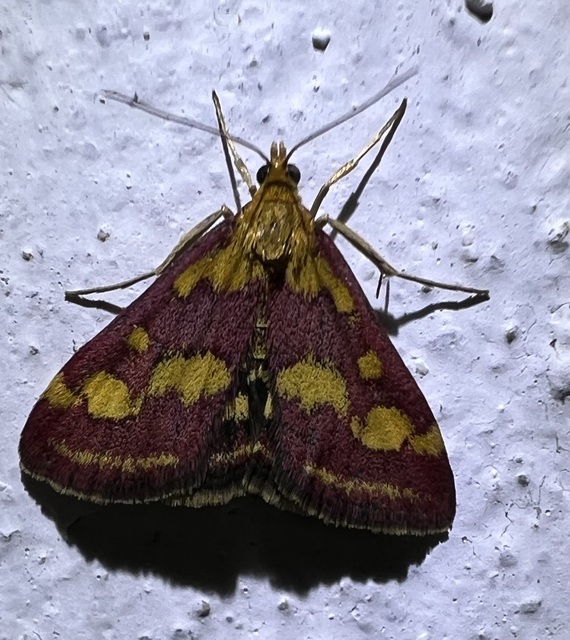 Pyrausta purpuralis - közönséges bíbormoly