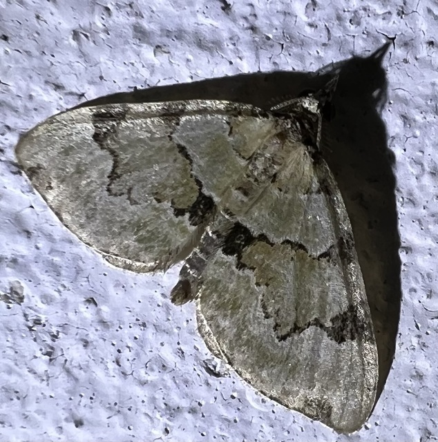 Colostygia pectinataria - zöld levélaraszoló