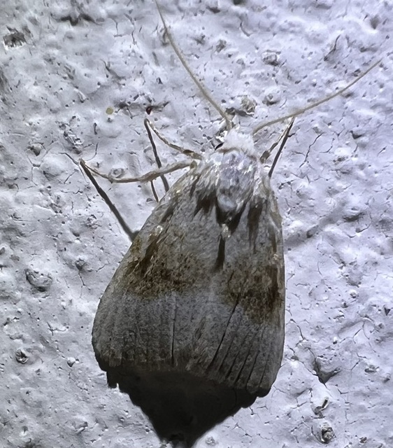 Meganola albula - fehér pamacsosszövő