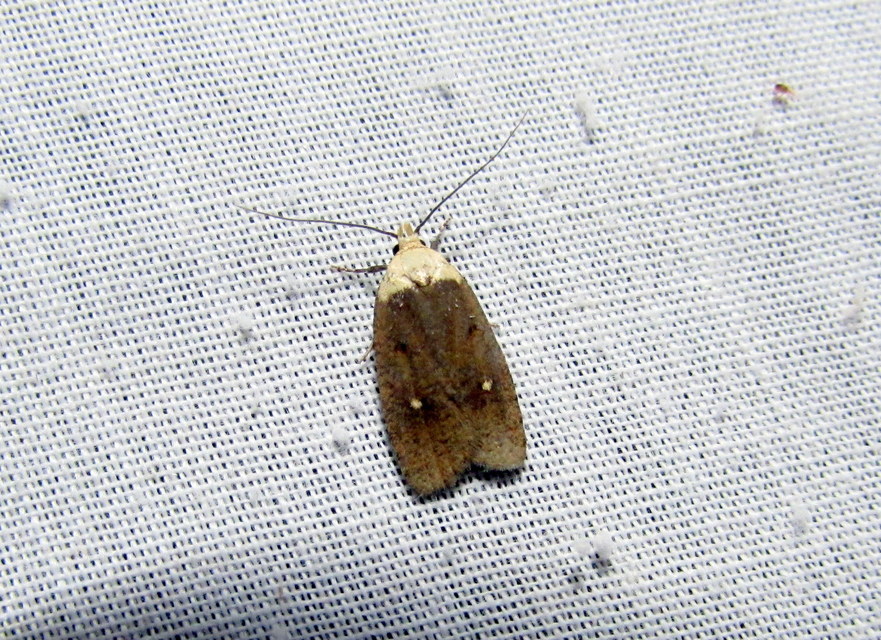 Agonopterix furvella - ezerjófű-laposmoly