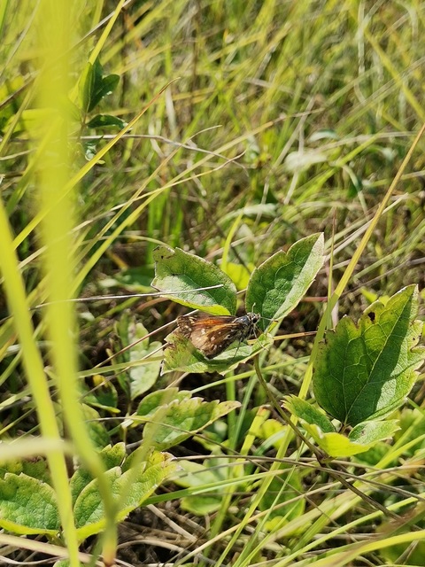 Hesperia comma - vesszős busalepke