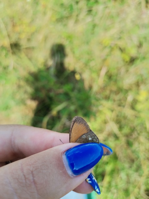 Coenonympha glycerion - közönséges szénalepke