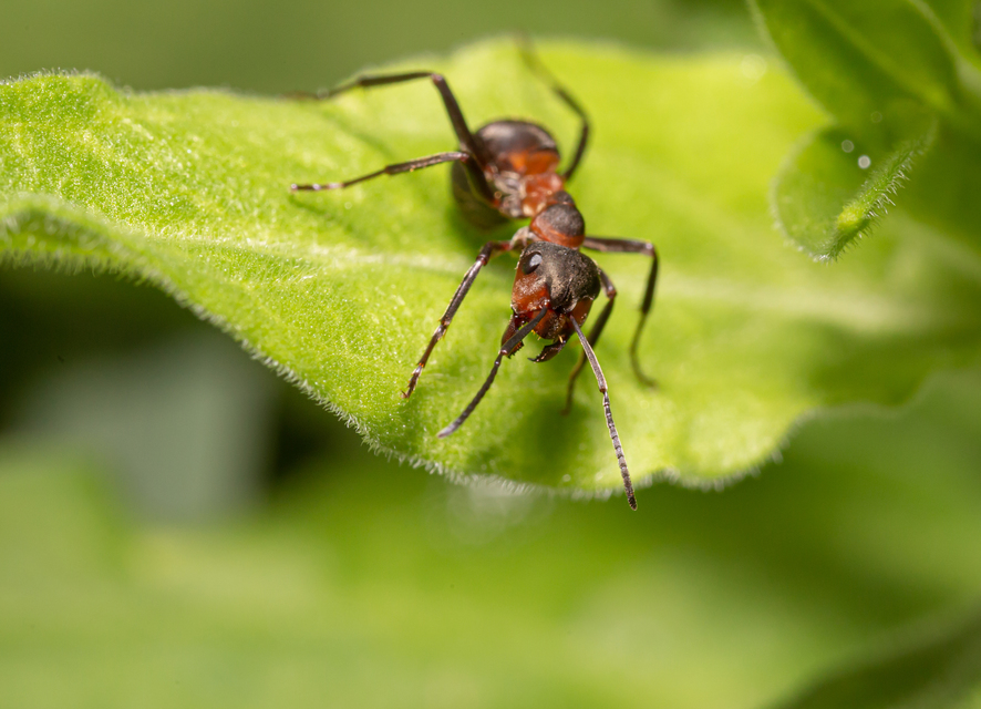 Formica pratensis - réti vöröshangya