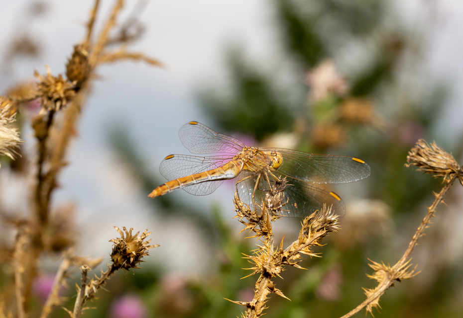 Sympetrum meridionale - fakó katona-szitakötő