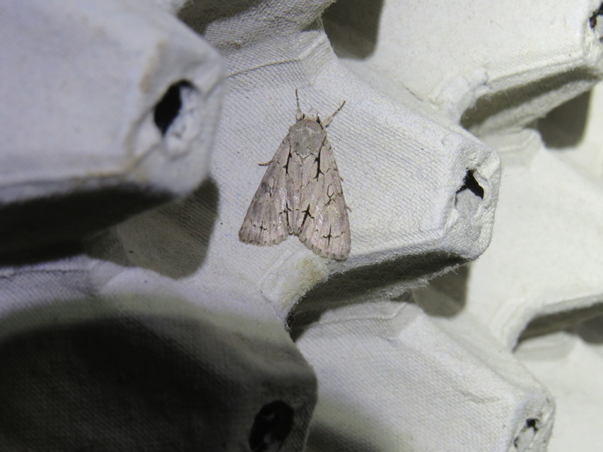 Acronicta cuspis/tridens/psi