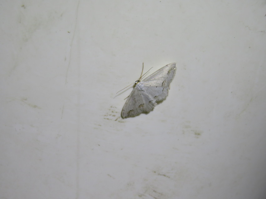 Scopula ornata - díszes fehéraraszoló