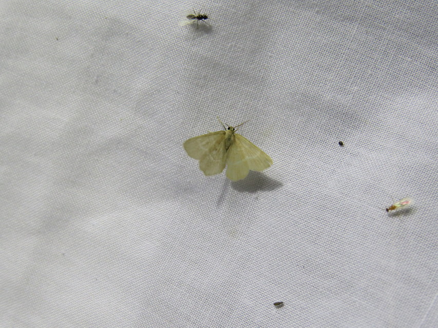 Chlorissa viridata/cloraria