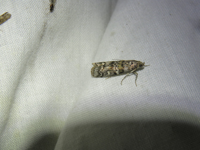 Dioryctria