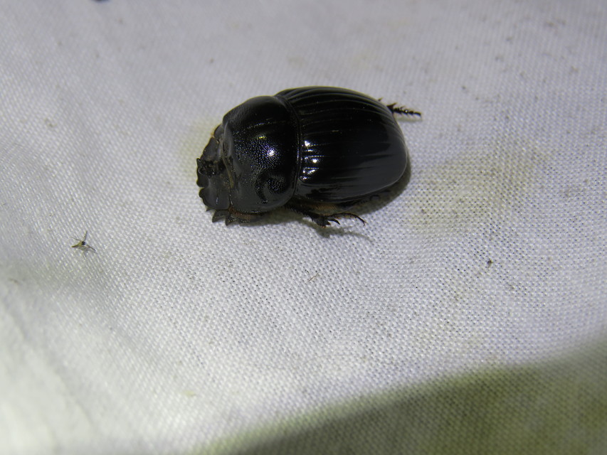 Copris lunaris - közönséges holdszarvú-ganéjtúró