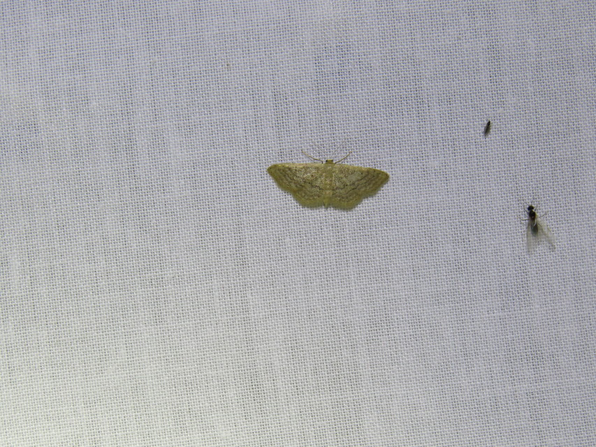 Idaea obsoletaria rufularia - sárgás apróaraszoló