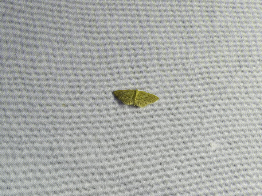 Idaea obsoletaria rufularia - sárgás apróaraszoló
