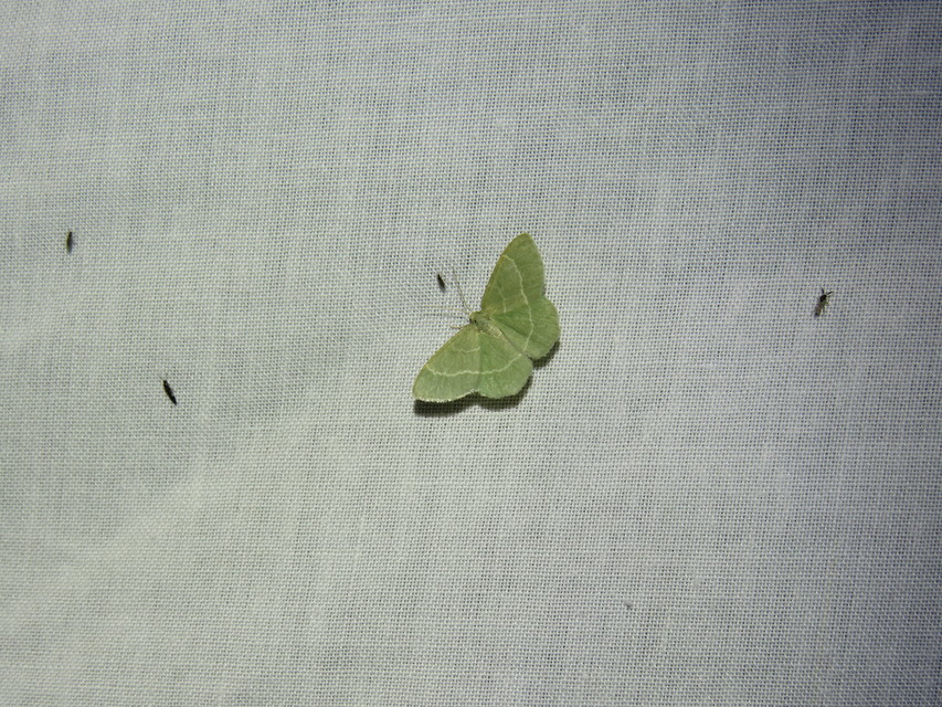 Chlorissa viridata/cloraria