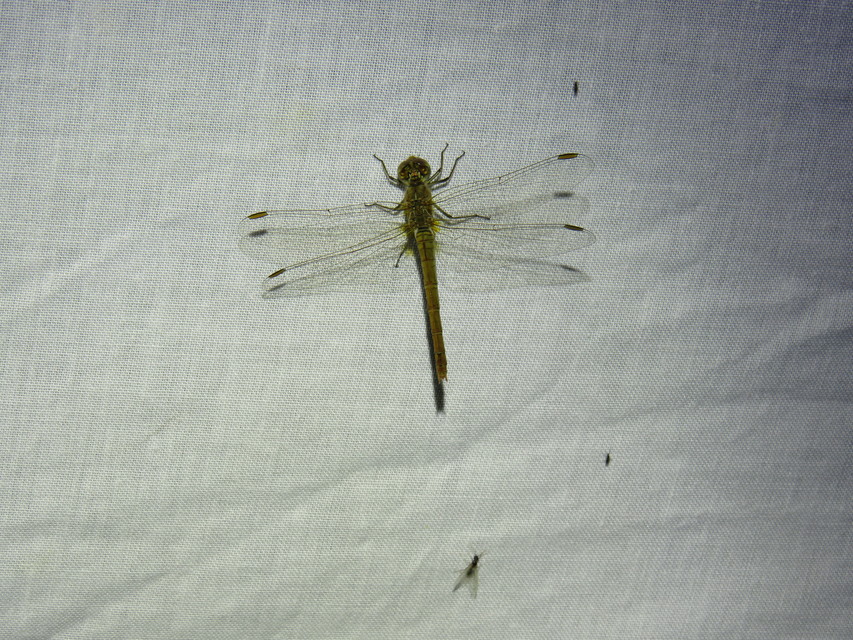 Sympetrum meridionale - fakó katona-szitakötő